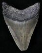 Juvenile Megalodon Tooth - South Carolina #18493-1